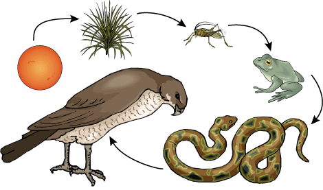 desert food chain diagram. desert food chain diagram.